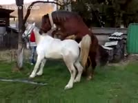 Beastiality taboo pony sex on the farm